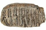 Woolly Mammoth Upper M Molar - North Sea Deposits #237973-3